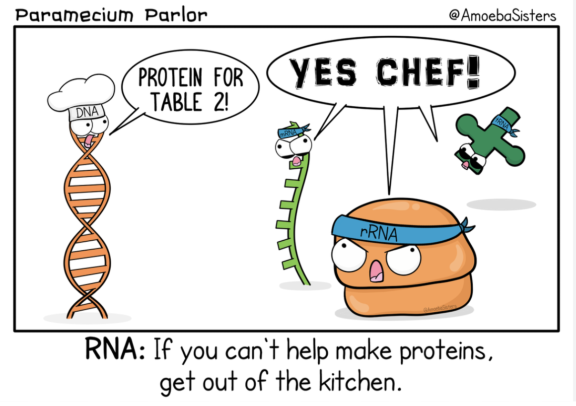 Protein Synthesis